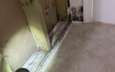 Understanding the Health Hazards of Indoor Mold in Florida